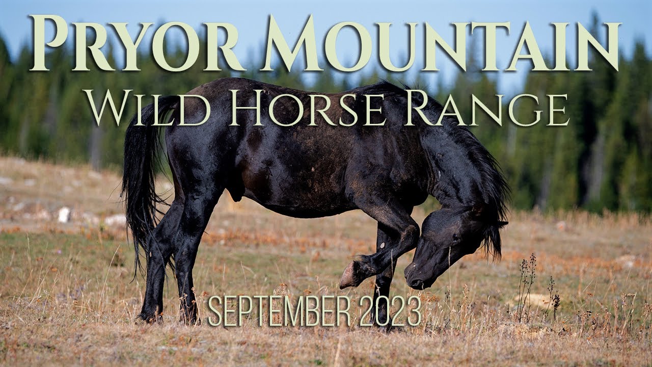 Pryor wild horses Sept. 15 2023, A relaxing look into the beautiful Pryor Mountain Wild Horses.