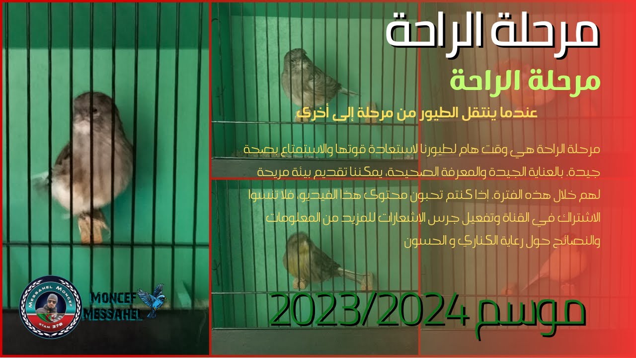 عندما ينتقل الطيور من مرحلة إلى أخرى: مرحلة الراحة