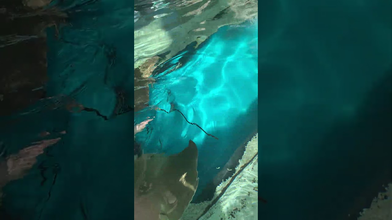 3 stingrays swimming in salt water