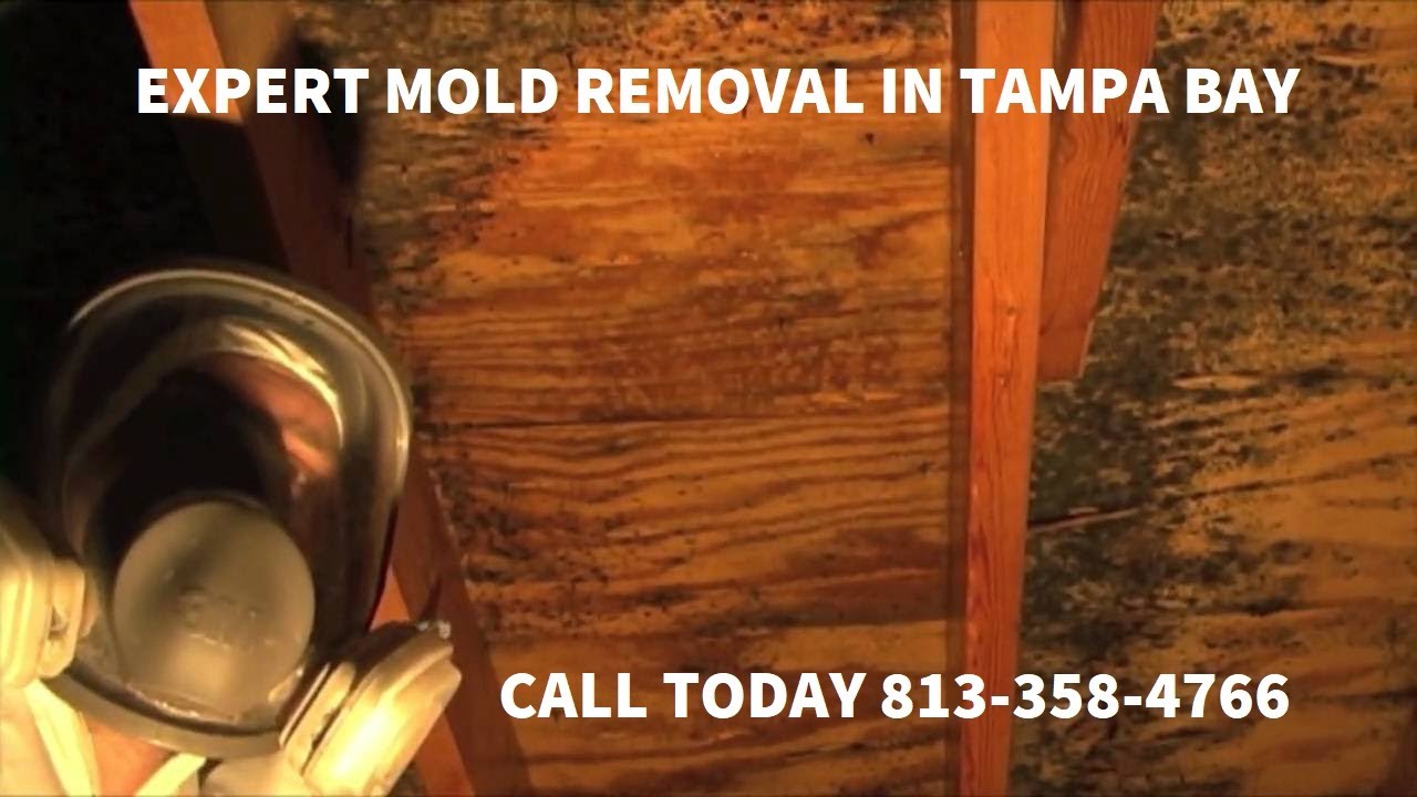 Mold Remediation Wesley Chapel Black Mold Removal 813-358-4766 TampaBayMold.net