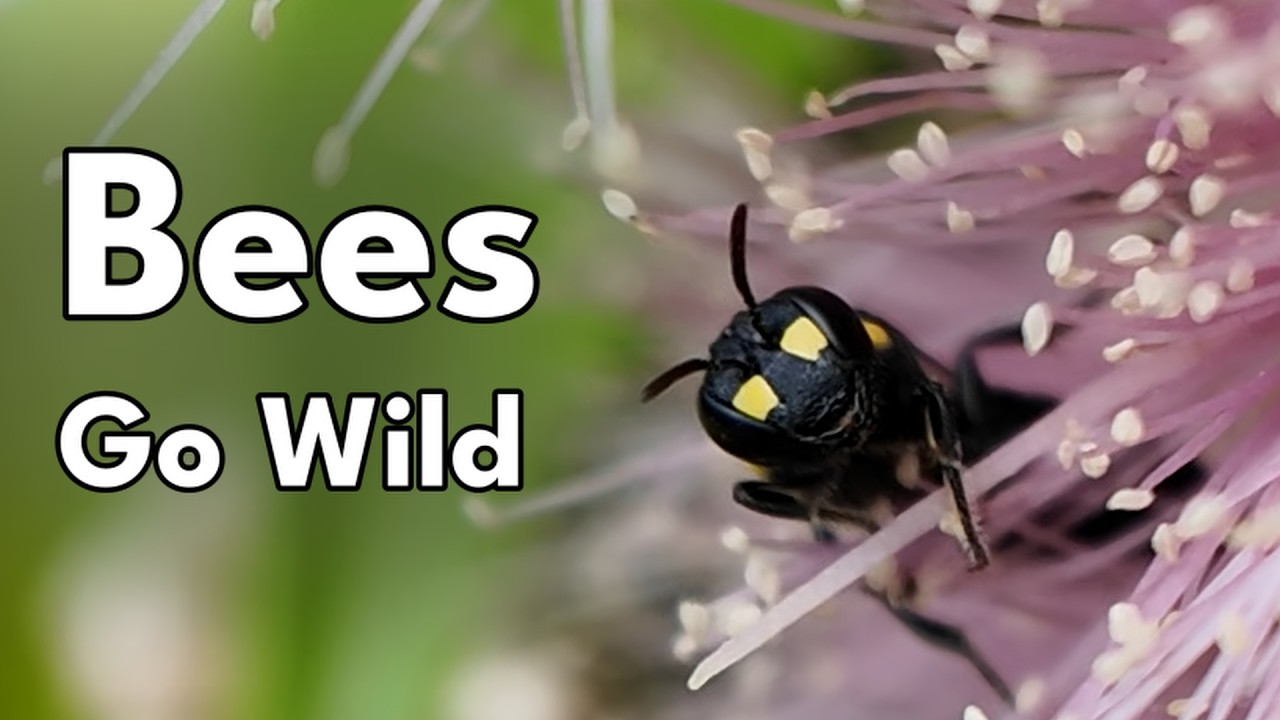 Bees Go Wild For the Cascade Lilly Pilly
