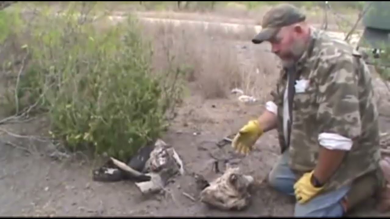 how to use bobcat rub lure on your sets correctly