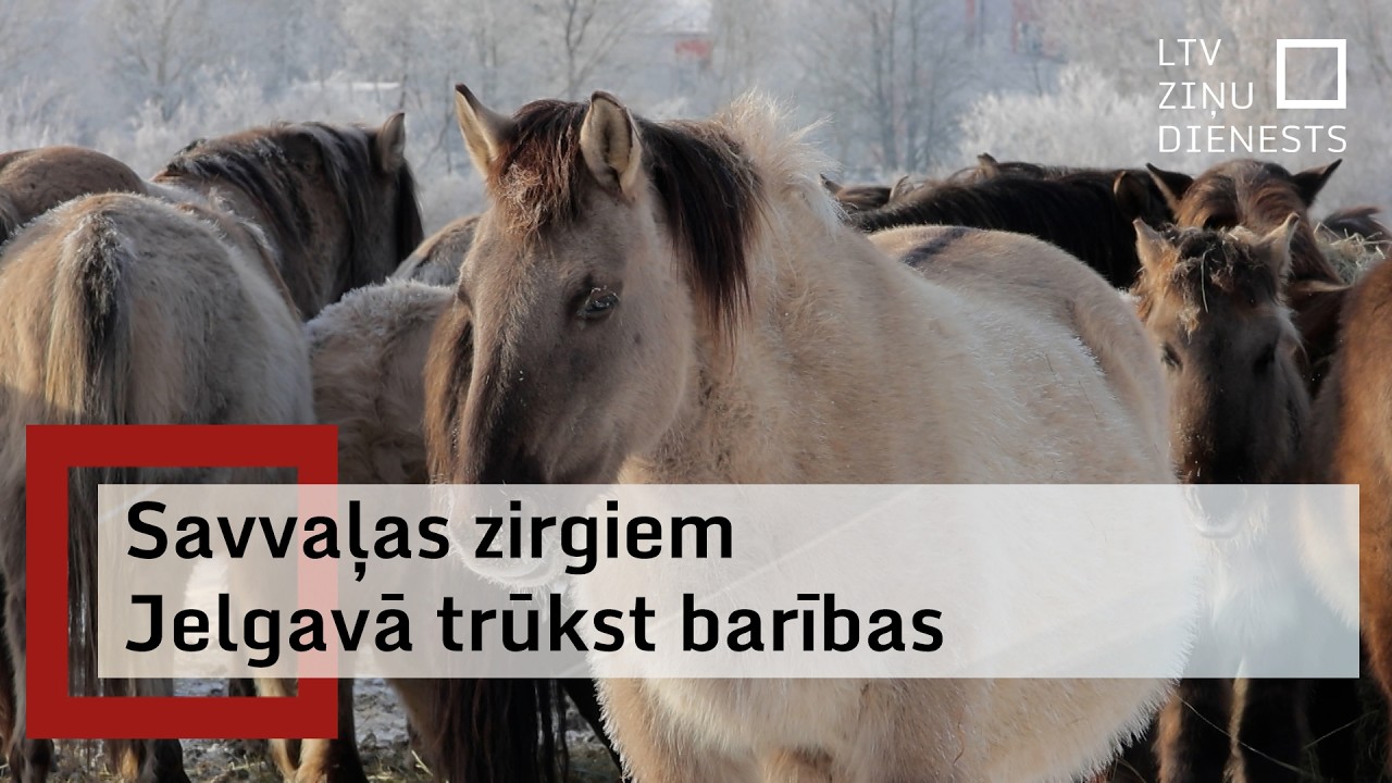 Naudas trūkums rada bažas par Jelgavas savvaļas zirgu nākotni