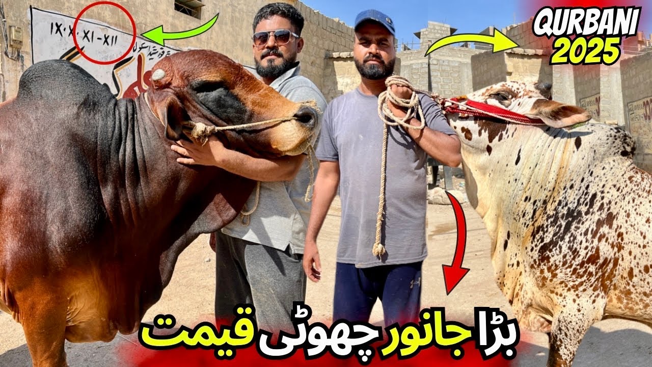Orangi Town Ky Shoqeen Ne Saste Janwar Ki Mandi Laga Di | Northern bypass Mandi Se Sasta Janwar
