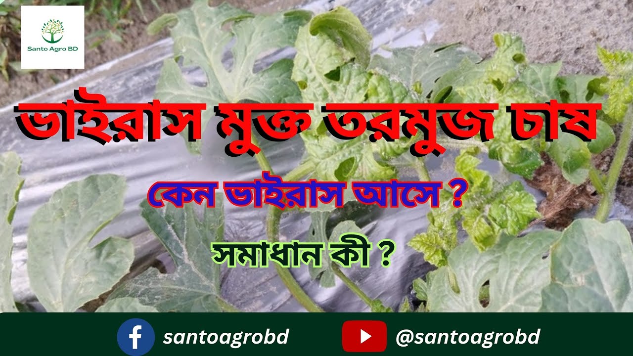 ভাইরাস মুক্ত তরমুজ চাষ পদ্ধতি।How to Make a Watermelon Farm?Virus Free Watermelon Cultivation System