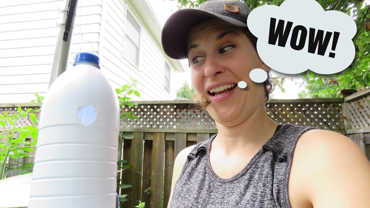 Effective Gypsy Moth Trap