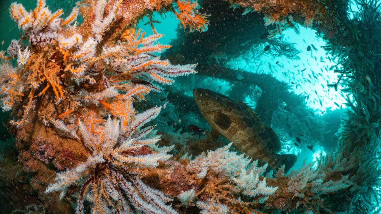 Artificial reef set to hit the seafloor in Port Hedland! GWN7 News