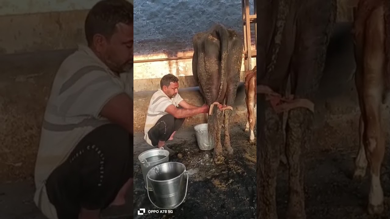 #cow#milk