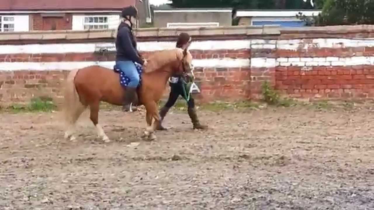 R+ training a lead rein pony.