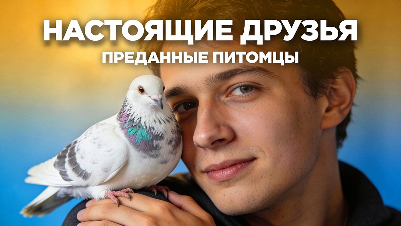 20 вещей которые стоит знать о ГОЛУБЯХ всем и каждому.