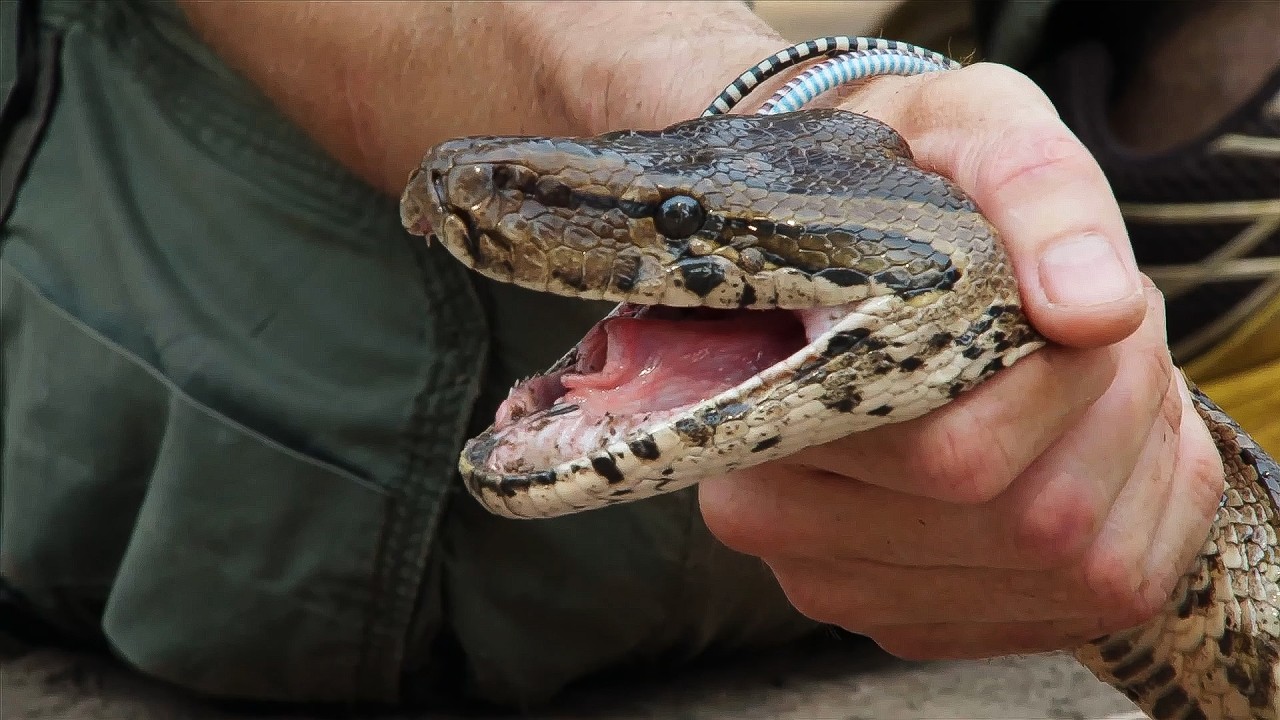 Exploring Mozambique&rsquo;s Lost Wildlife: Snakes & Poaching Scars (4K Documentary)
