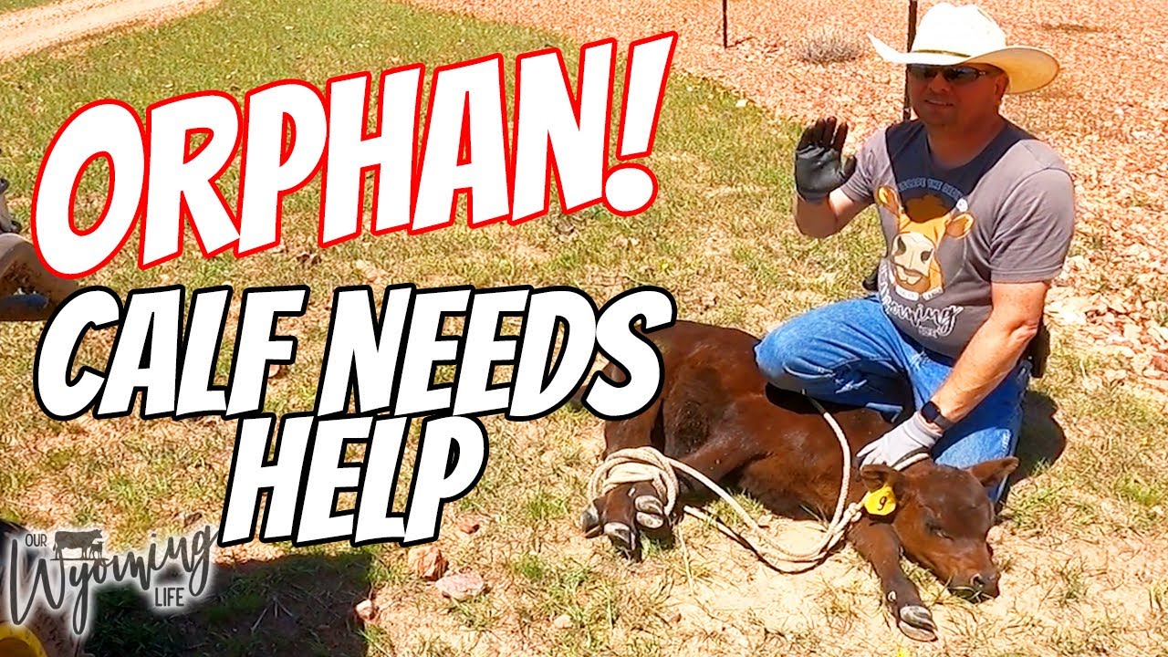 The Worse Happens!  Dealing with a Dead Mom and her Calf.