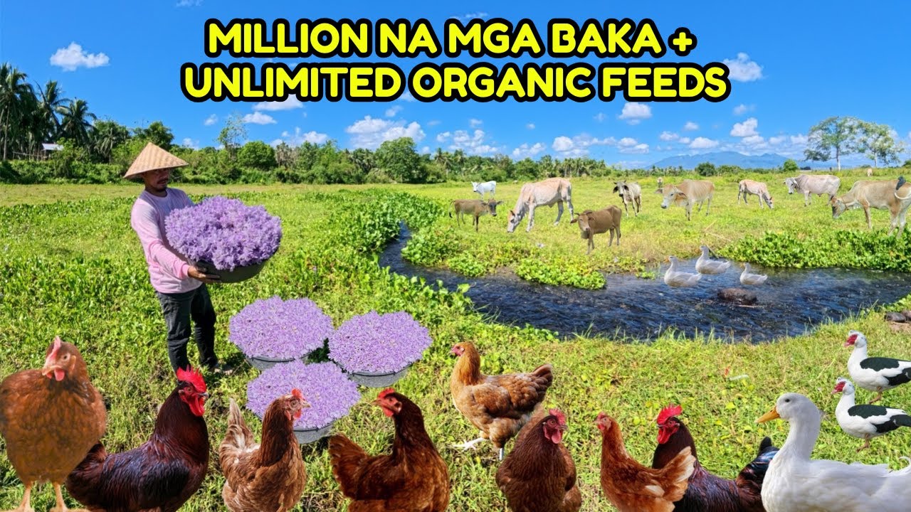 MILLION NA MGA BAKA ANG MERON DITO - Kumoha kami ng Maraming organic feeds, Bulaklak ng water lily