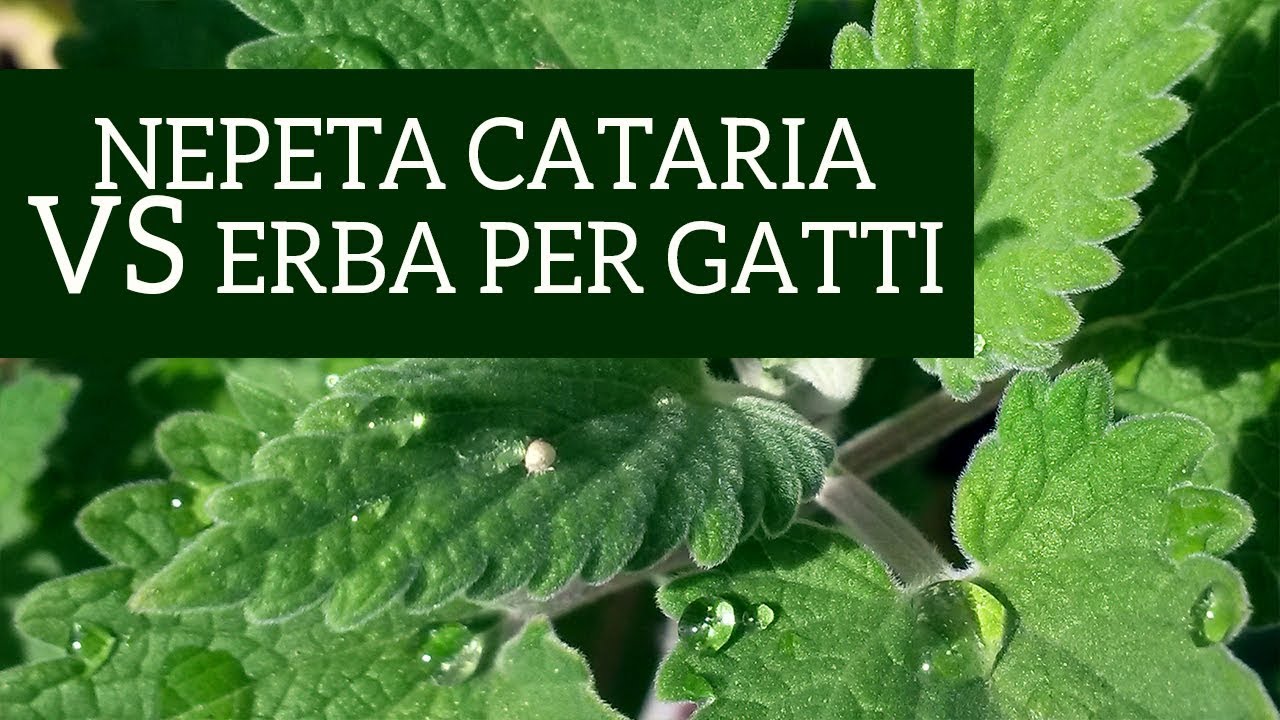 Erba per gatti VS Nepeta cataria! Cosa vuole il tuo gatto?