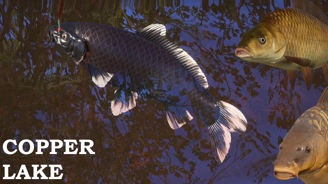 Carp spot copper lake Russian Fishing 4 #49 #mjplay