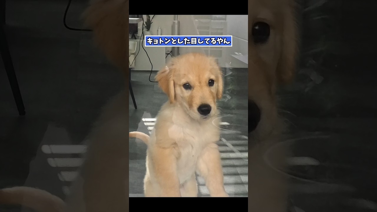 ウチのゴルパピ見て笑ったら寝ろwww #ゴールデンレトリバー仔犬 #puppy #大型犬
