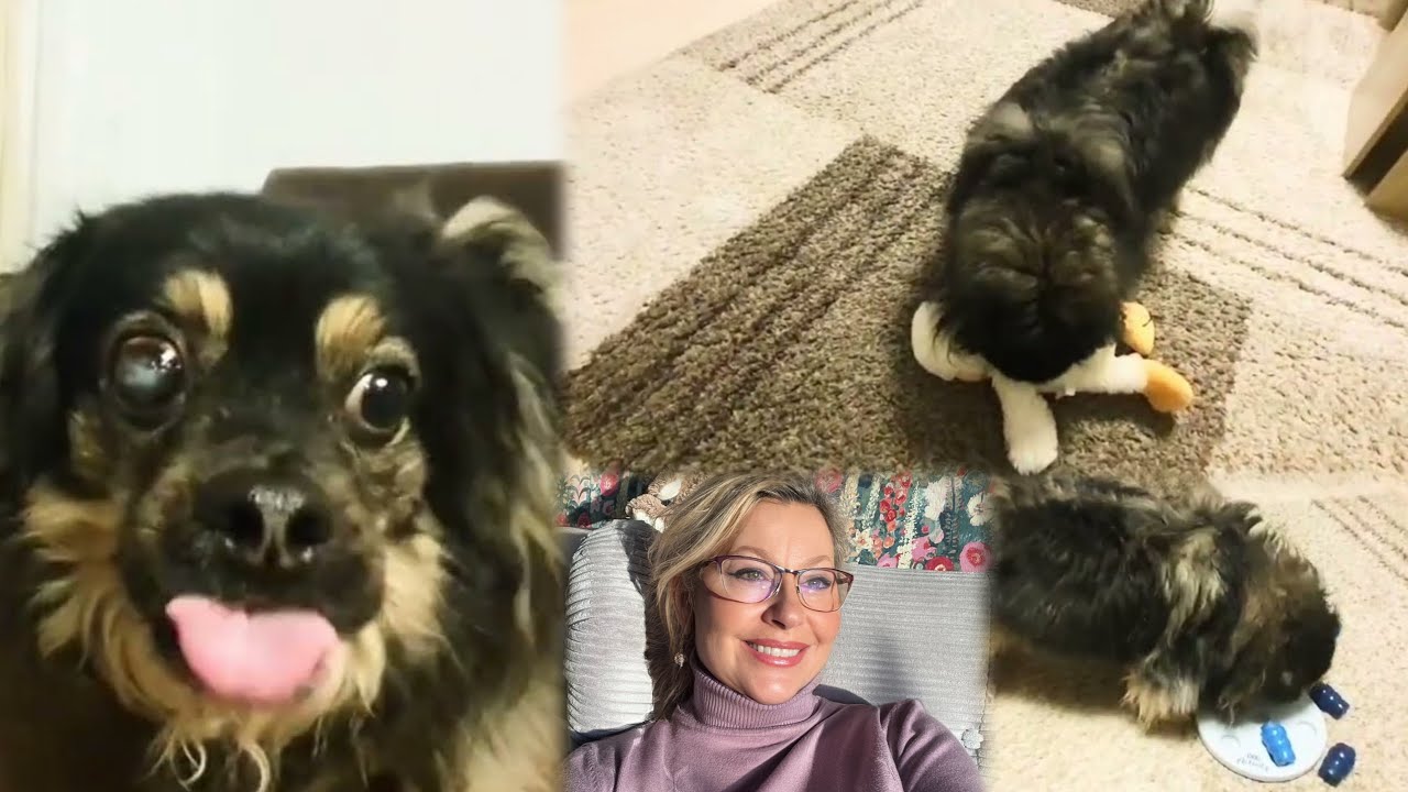22 февраля 2026 г.А вы помните Тимоху ? 💁🏼‍♀️Хозяйка Тимошки 🐕‍🦺Прислала мне видео 💁🏼‍♀️