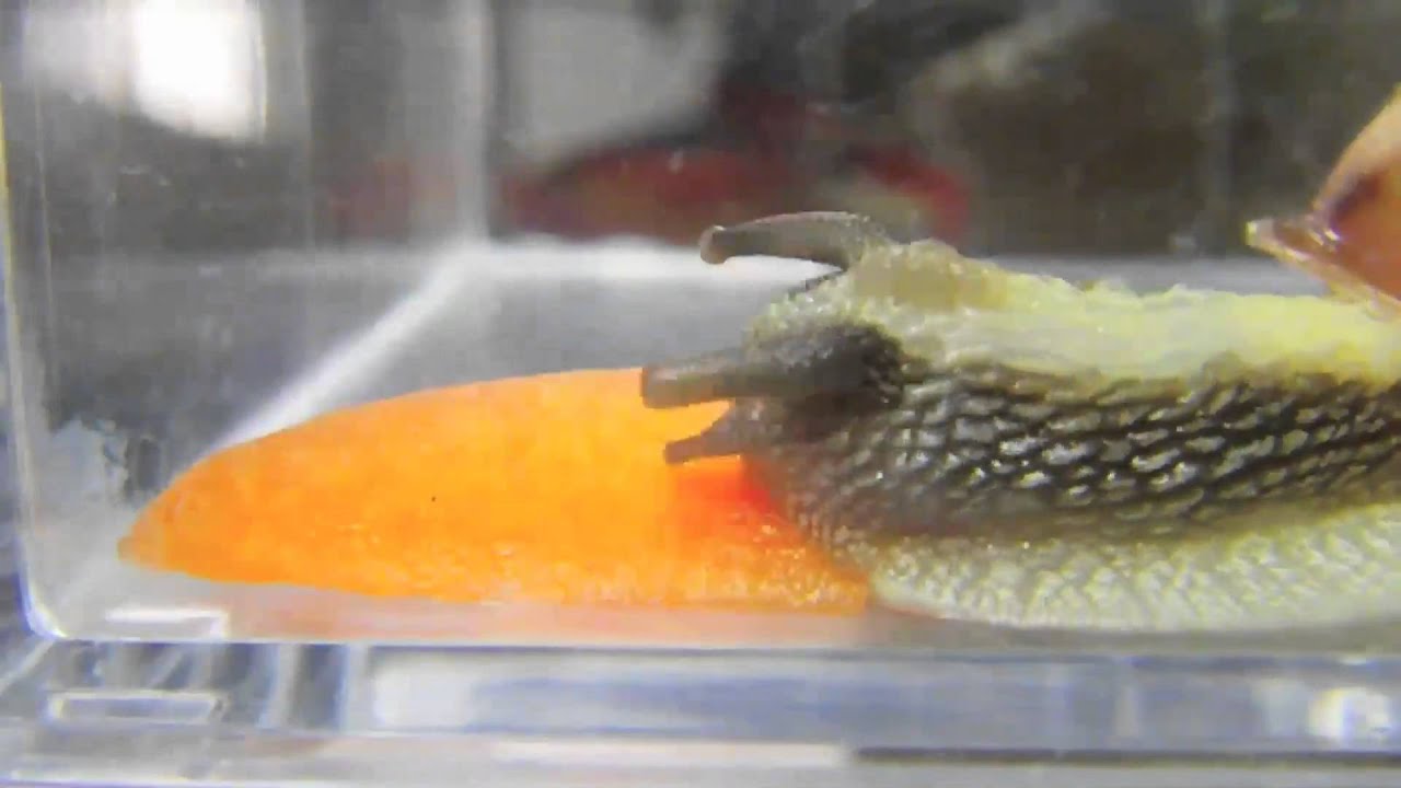 音を立ててニンジンを食べるカタツムリ（Snail eating carrot with noise）
