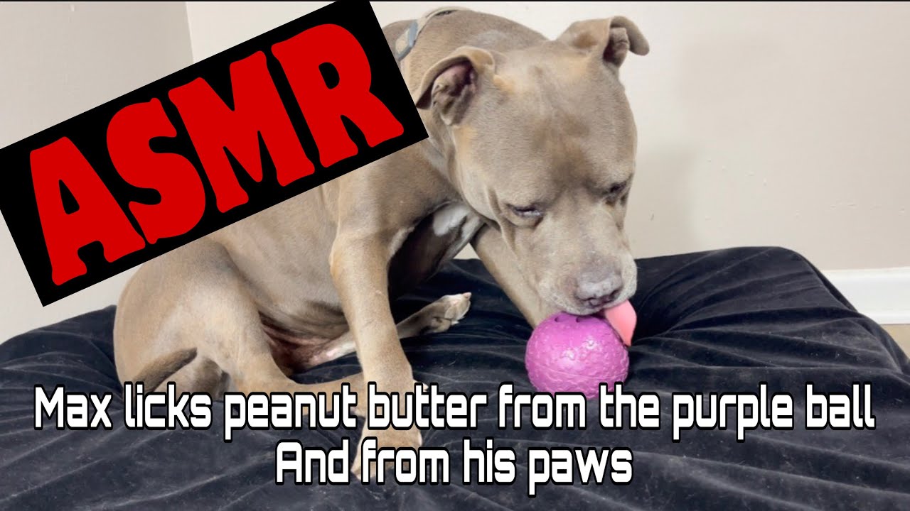 ASMR | Max Licks Peanut Butter Ball and Paws | Dog Licking Sounds | No Talking