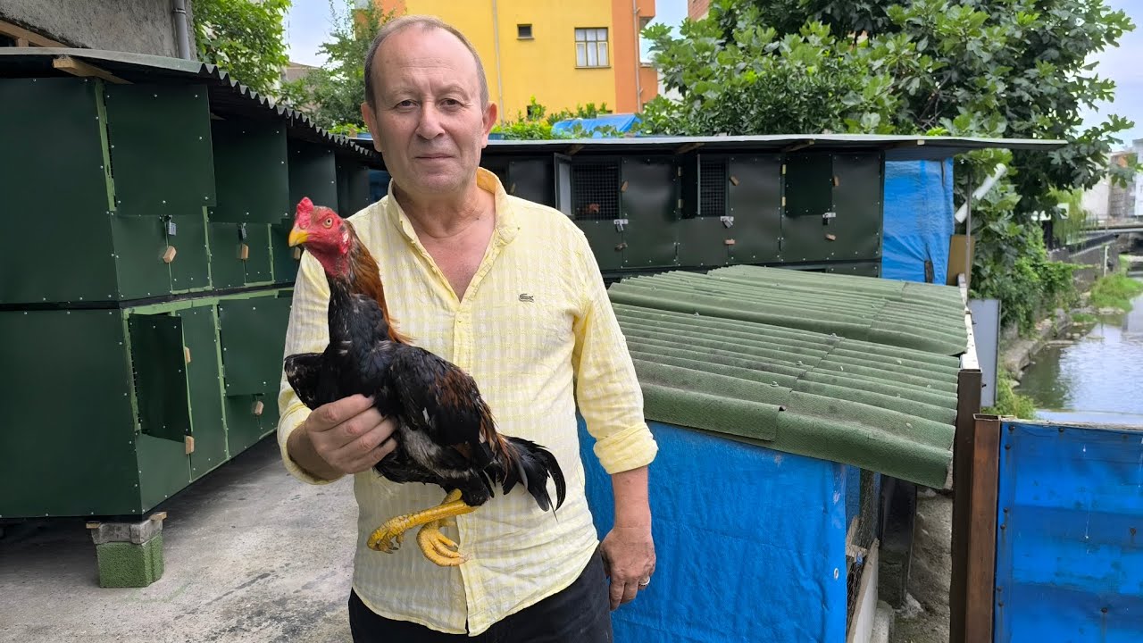 Horozculukta Başarının Sırrı # Rıfat Usta Abi Anlatıyor.