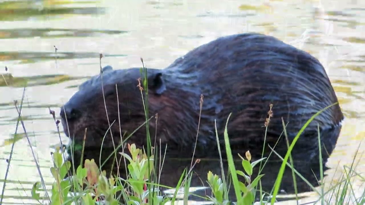 CAMPING AND WATCHING BEAVERS IN SIX MILE LAKE PROVINCIAL PARK IN ONTARIO, CANADA-2024 & 2025