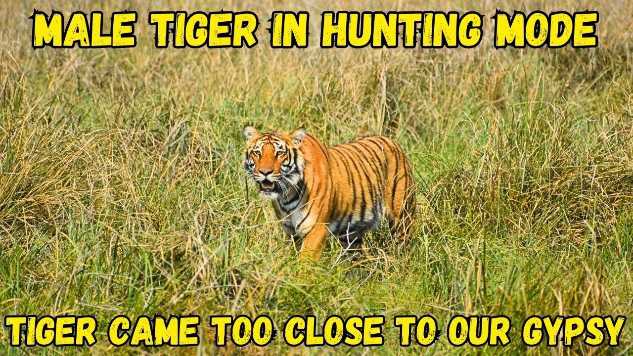 Tiger In Hunting Mode | Tiger Tracking | Dhikala | Jim Corbett National Park | @ExplorerNaba