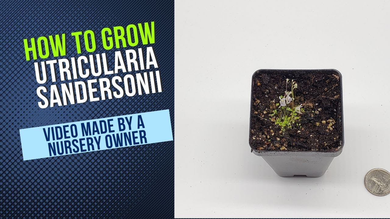 Sanderson's Bladderwort (Utricularia Sandersonii) Carnivorous Plant Grow Guide