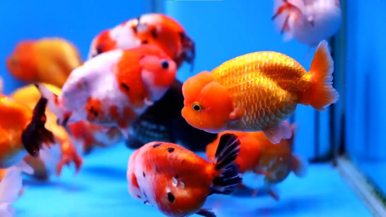7 Jenis Ikan Mas Koki Lucu Populer untuk Aquarium