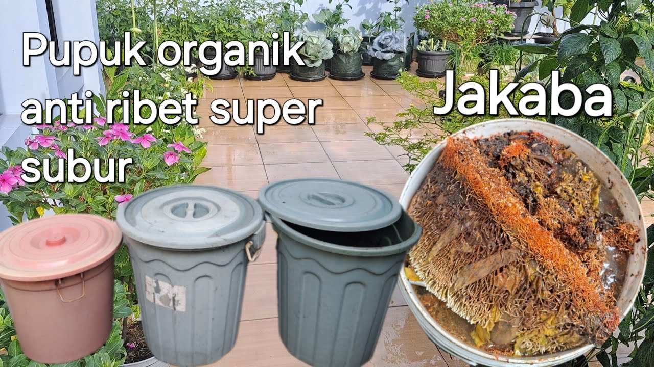 Tanaman semakin subur cuma pakai pupuk alami dari limbah dapur dan kebun, pupuk tanaman, panen buah