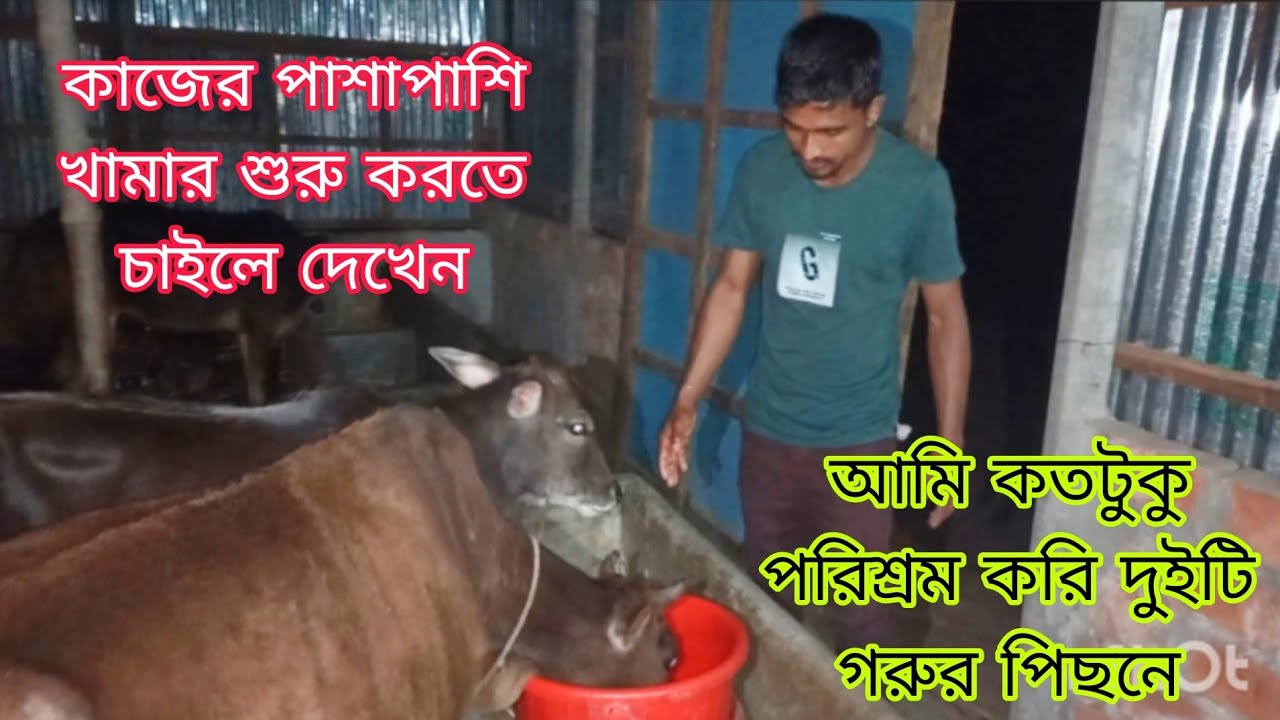 অন্য কাজের পাশাপাশি গরু পালন|| কতটুকু পরিশ্রম করতে হয় প্রতিদিন দেখেন ||cow farming||