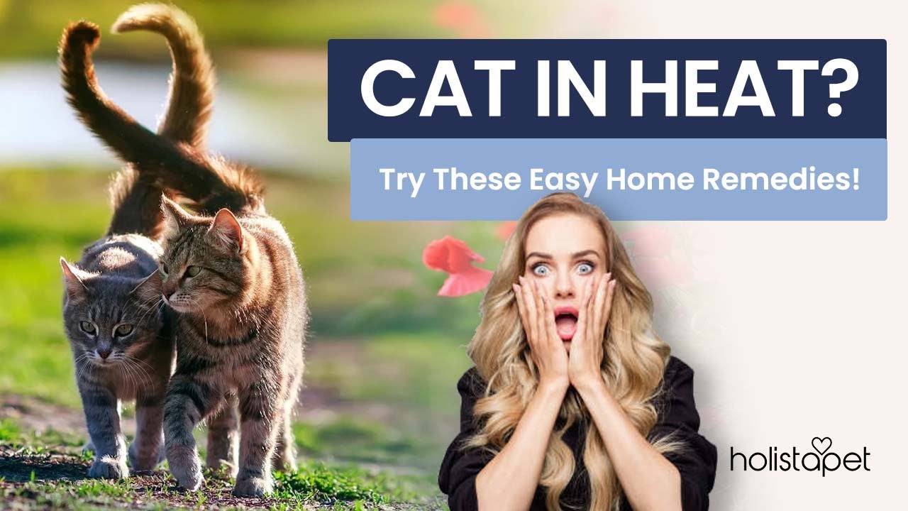How to Calm a Cat in Heat Naturally: 4 Safe Home Remedies