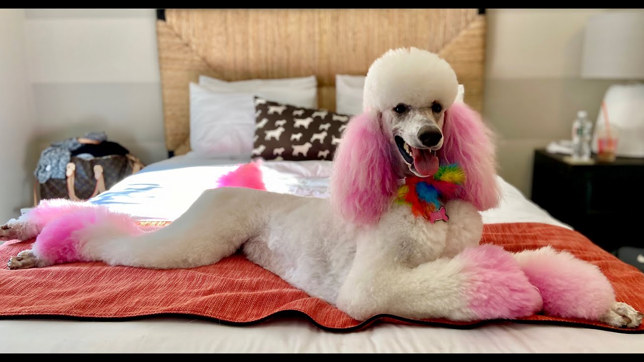 iGROOM'S NEW CLARIFYING SHAMPOO!