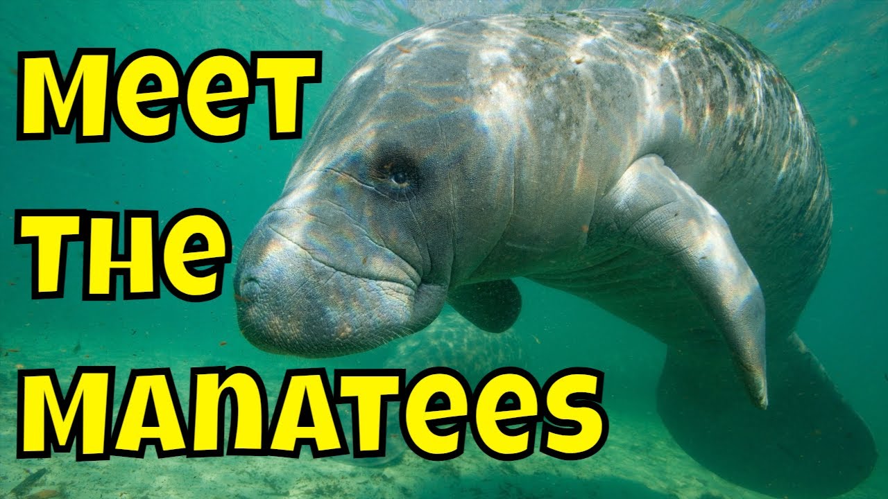 Meet the Florida Manatees at Blue Springs State Park