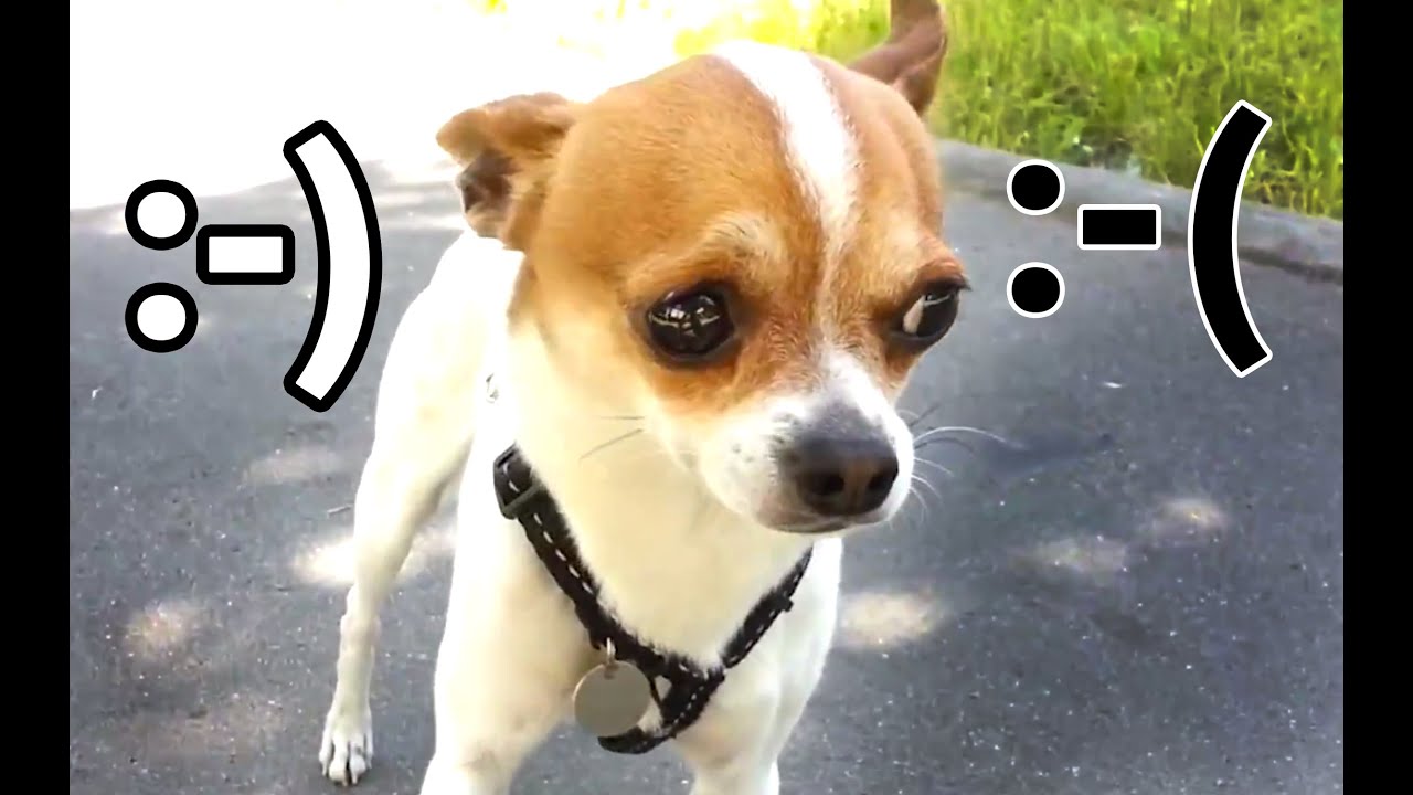 What do chihuahuas think