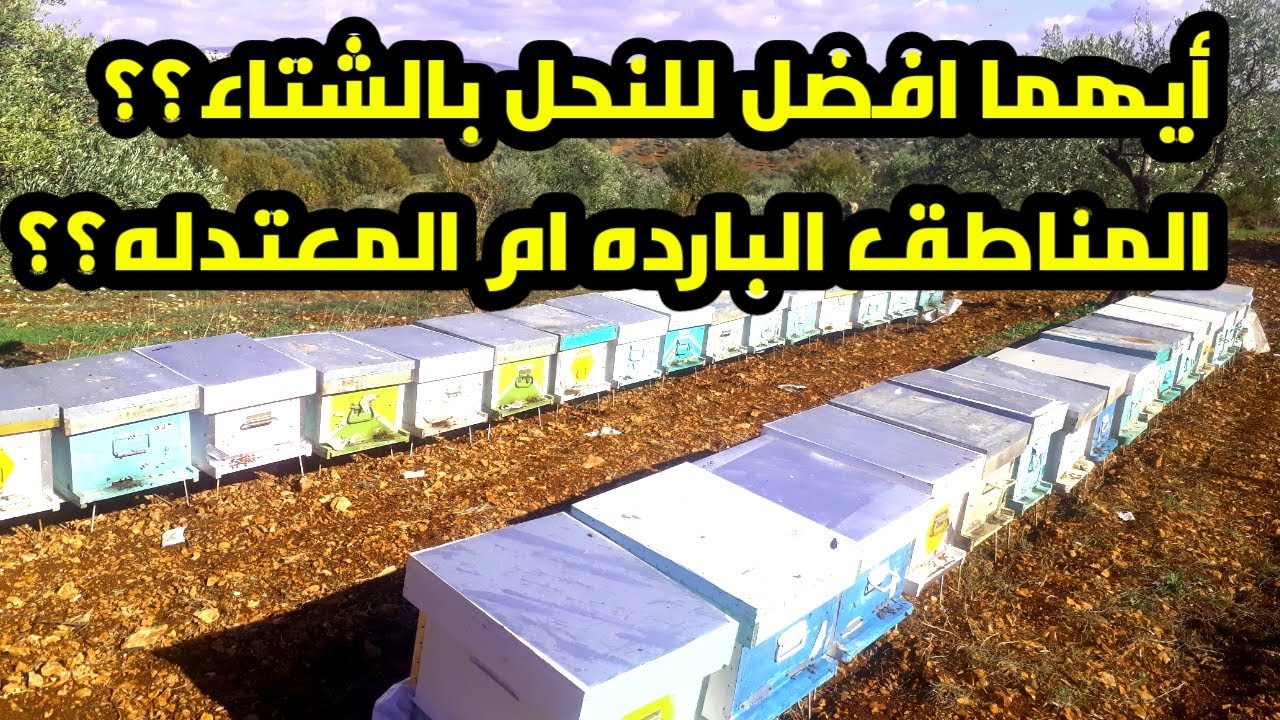 تشتيه النحل بالمناطق البارده والمعتدله والفرق بينهما