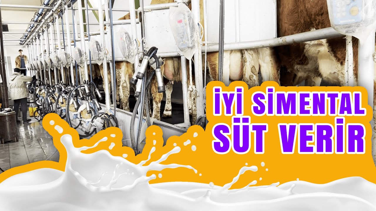 İyi Simental Süt Verir | Eşref Şekerli