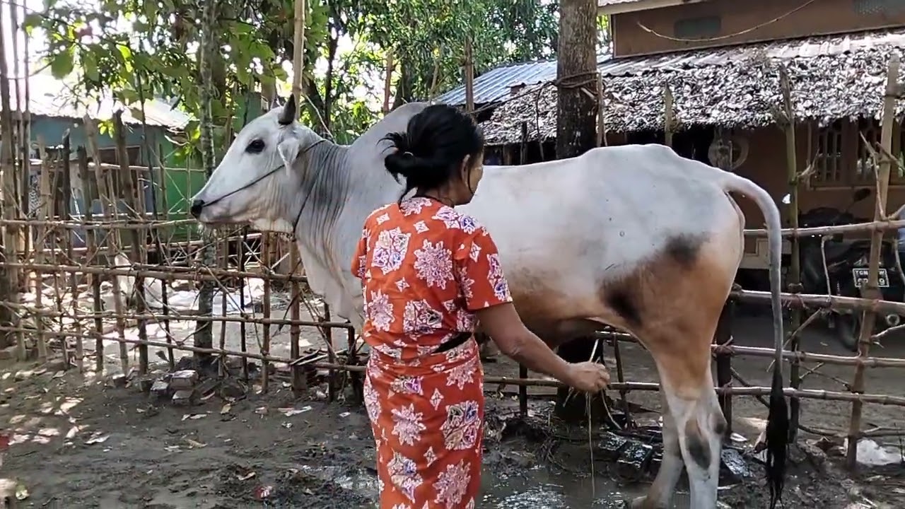 2.2.2025labubuဝယ်ပြီးရက်51ရက် 01