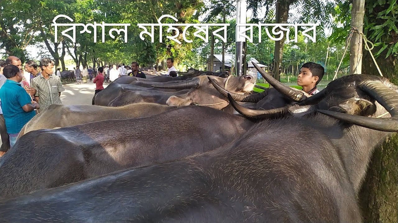 জকিগঞ্জ মহিষের বাজার,দাম কেমন এই ঈদের বাজারে, জেনেনিন