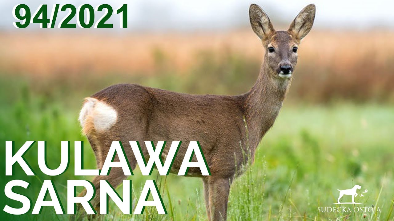SUDECKA OSTOJA 94/2021. Polowanie na sarny. Deer hunting. Chasse au Cerf. Wild jagen