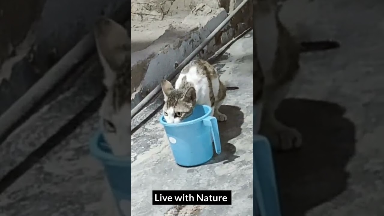 Thirsty Cat #livewithnature #nature #cat