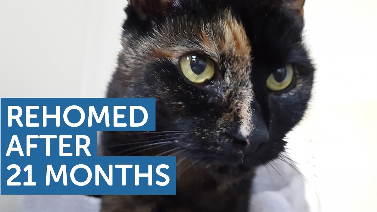 Elderly Cat Finds Purrrfect Home After 21 Months | The Mayhew