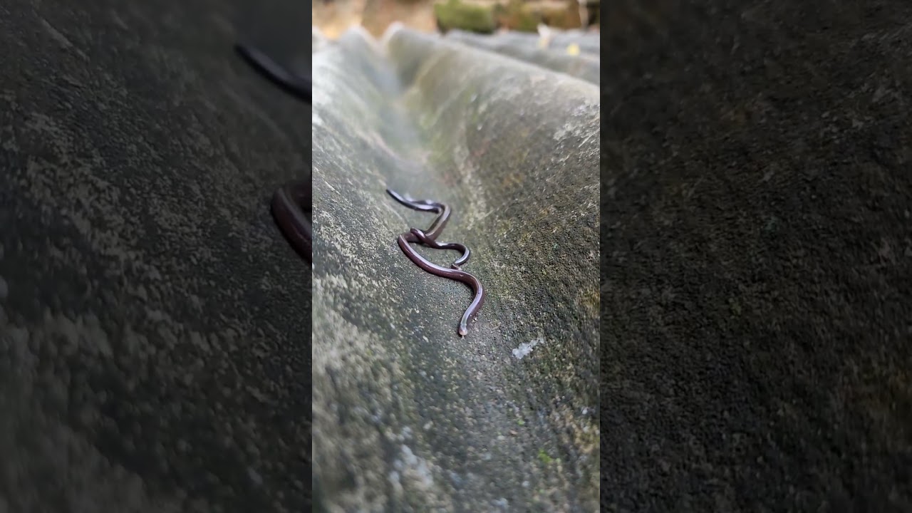Very Beautiful Worm Snake #youtubeshorts #shortsvideo #trending