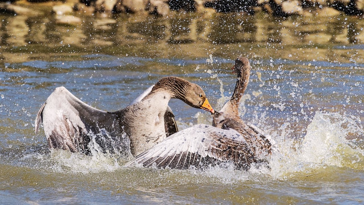 Greylags fighting  animals 2023 / two Greylags sea / youtube video