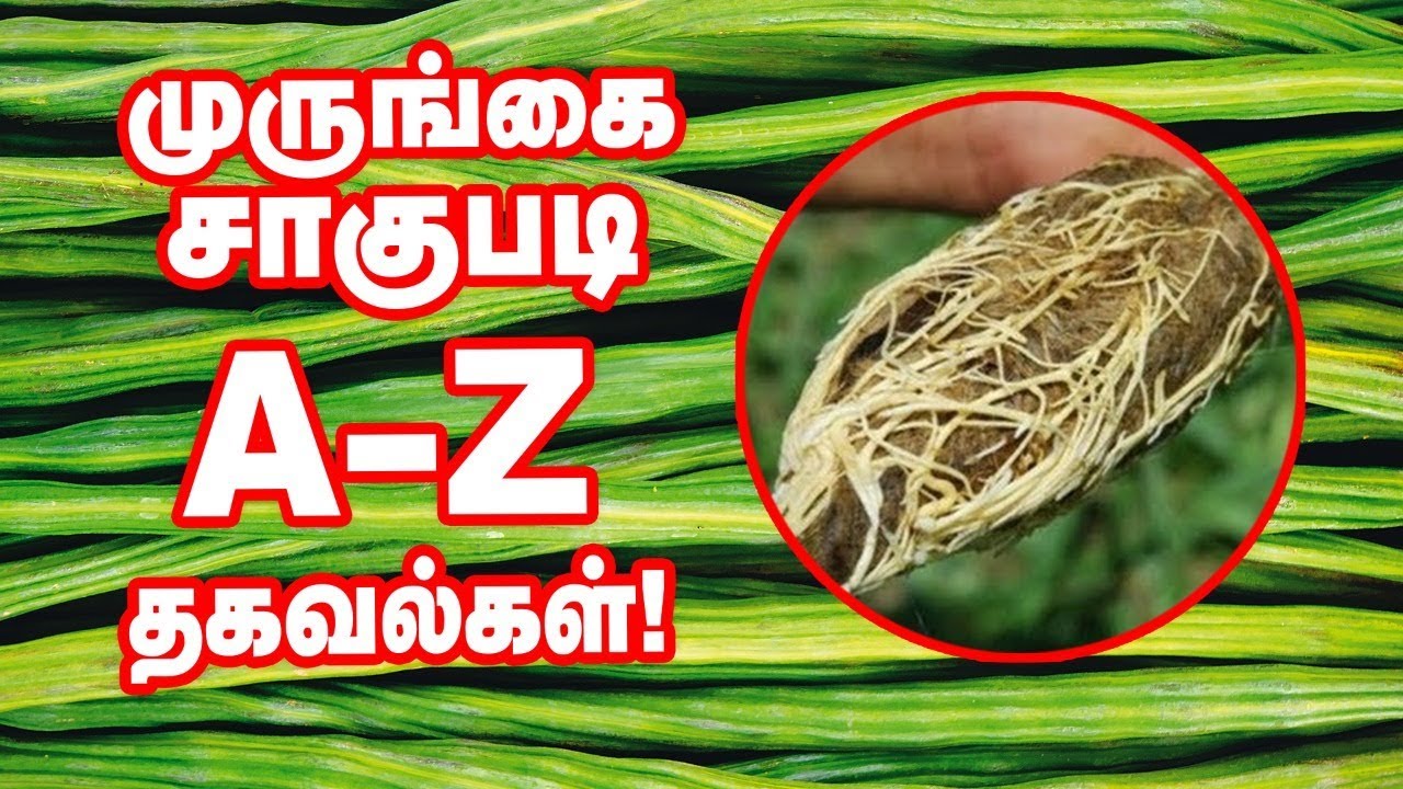 'முருங்கை...' நடவு முதல் அறுவடை வரை! வயல்வெளிப் பள்ளி - 2 | Moringa Cultivation