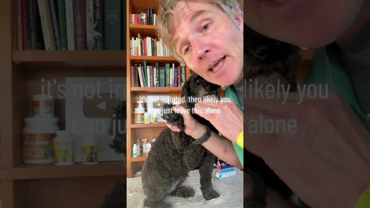 Why does your dog&rsquo;s paw smell like Corn Chips?
