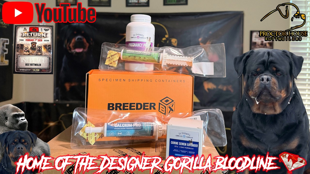 Hanging with our Rottweilers! Dr. Orchard's Product Unboxing!