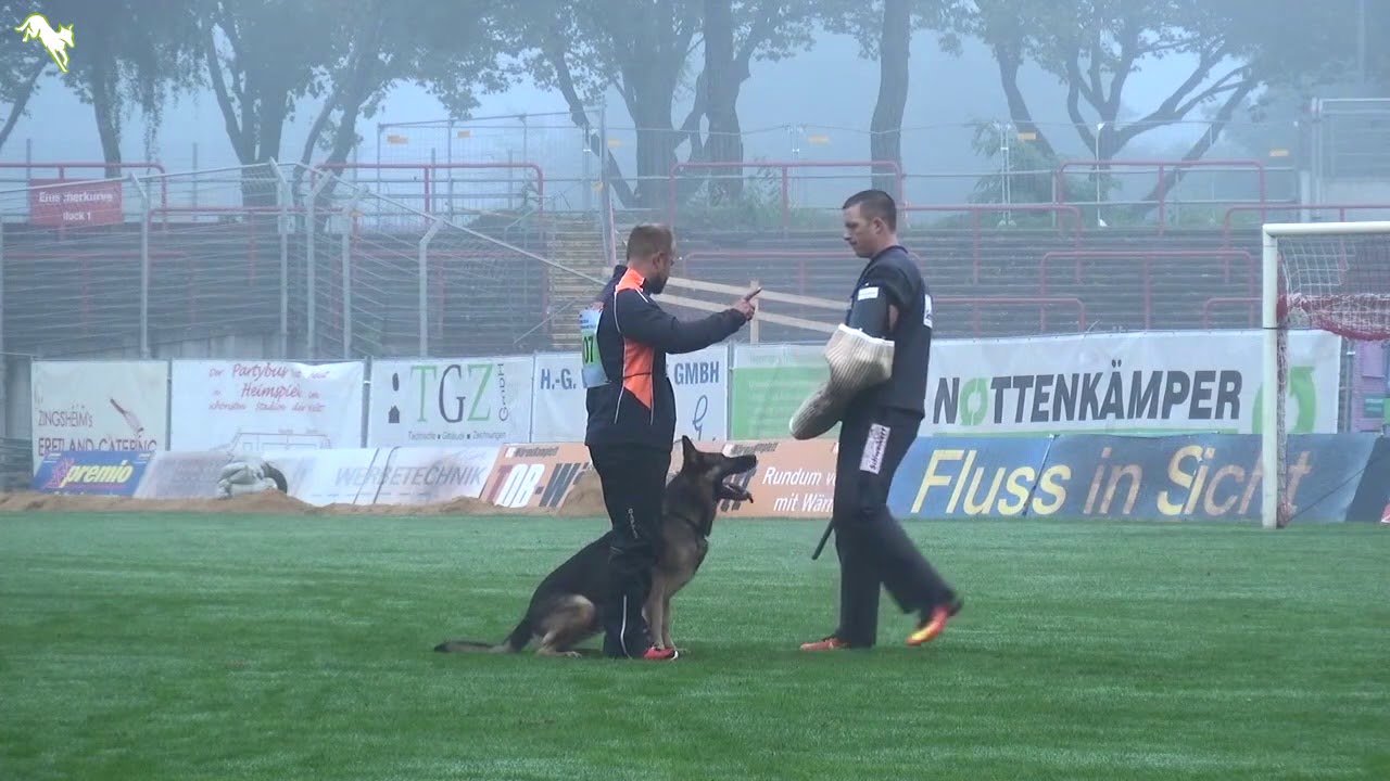 Henrik vom Wolfsheim - SV Bundessiegerprüfung 2017 - C