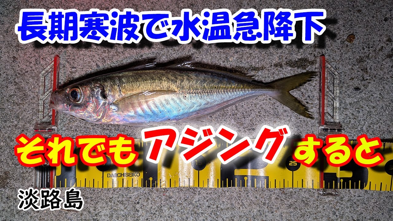 低水温アジング 1月26日 淡路島