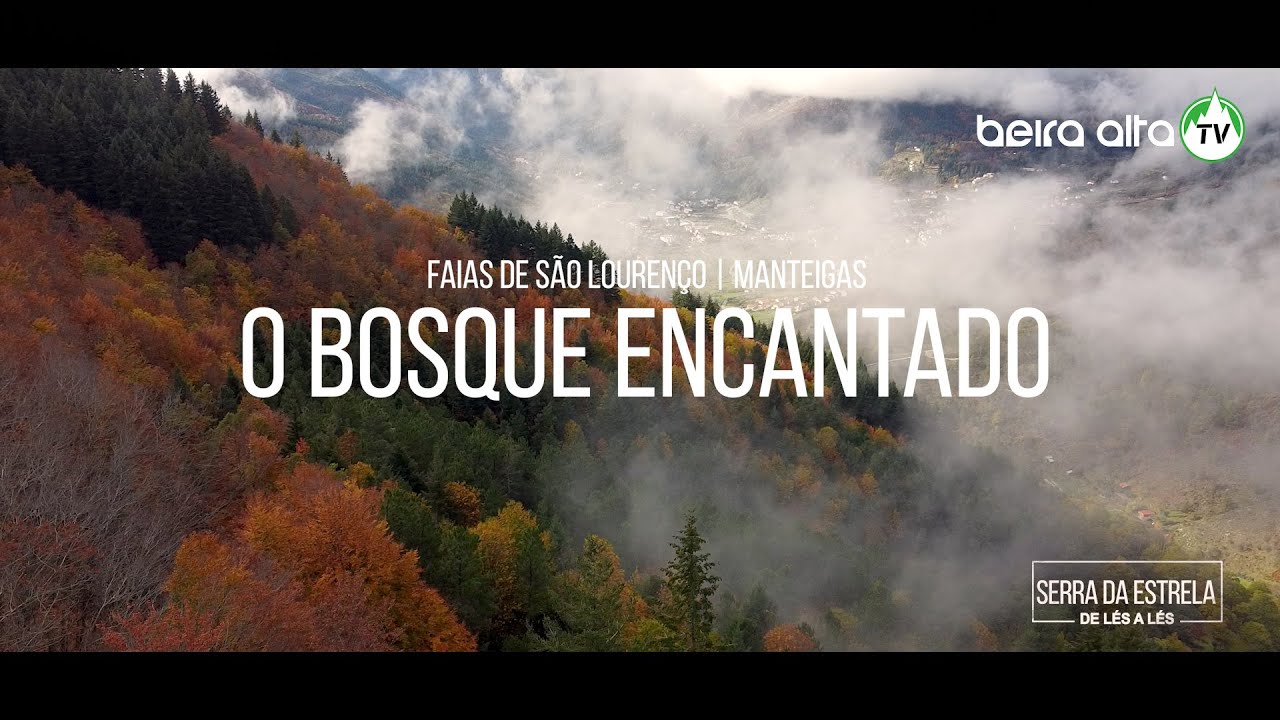 O Bosque Encantado | Faias de São Lourenço - Manteigas