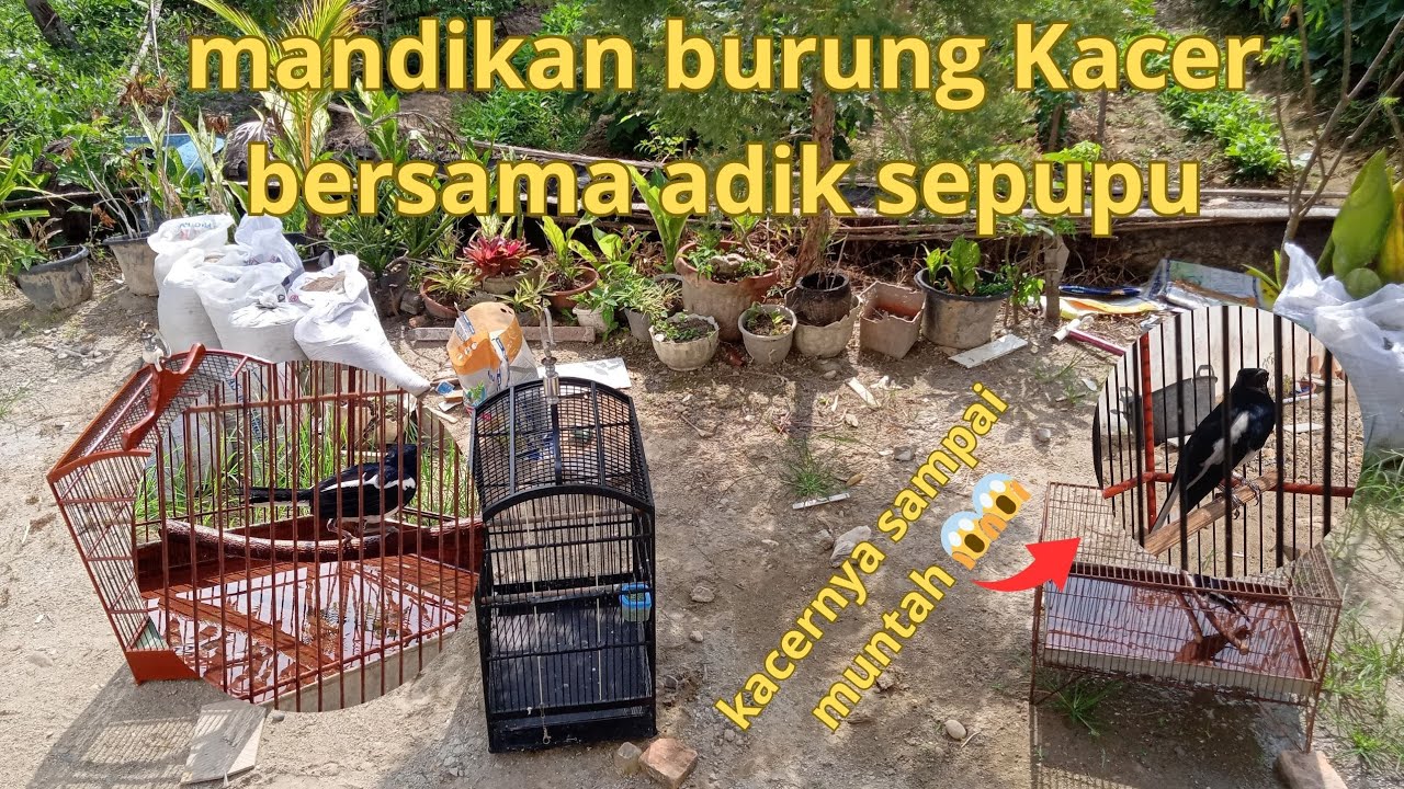 Mandikan burung Kacer bersama adik sepupu kacernya sampai muntah 😱😱😱